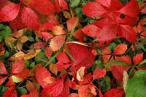 Herfstbladeren